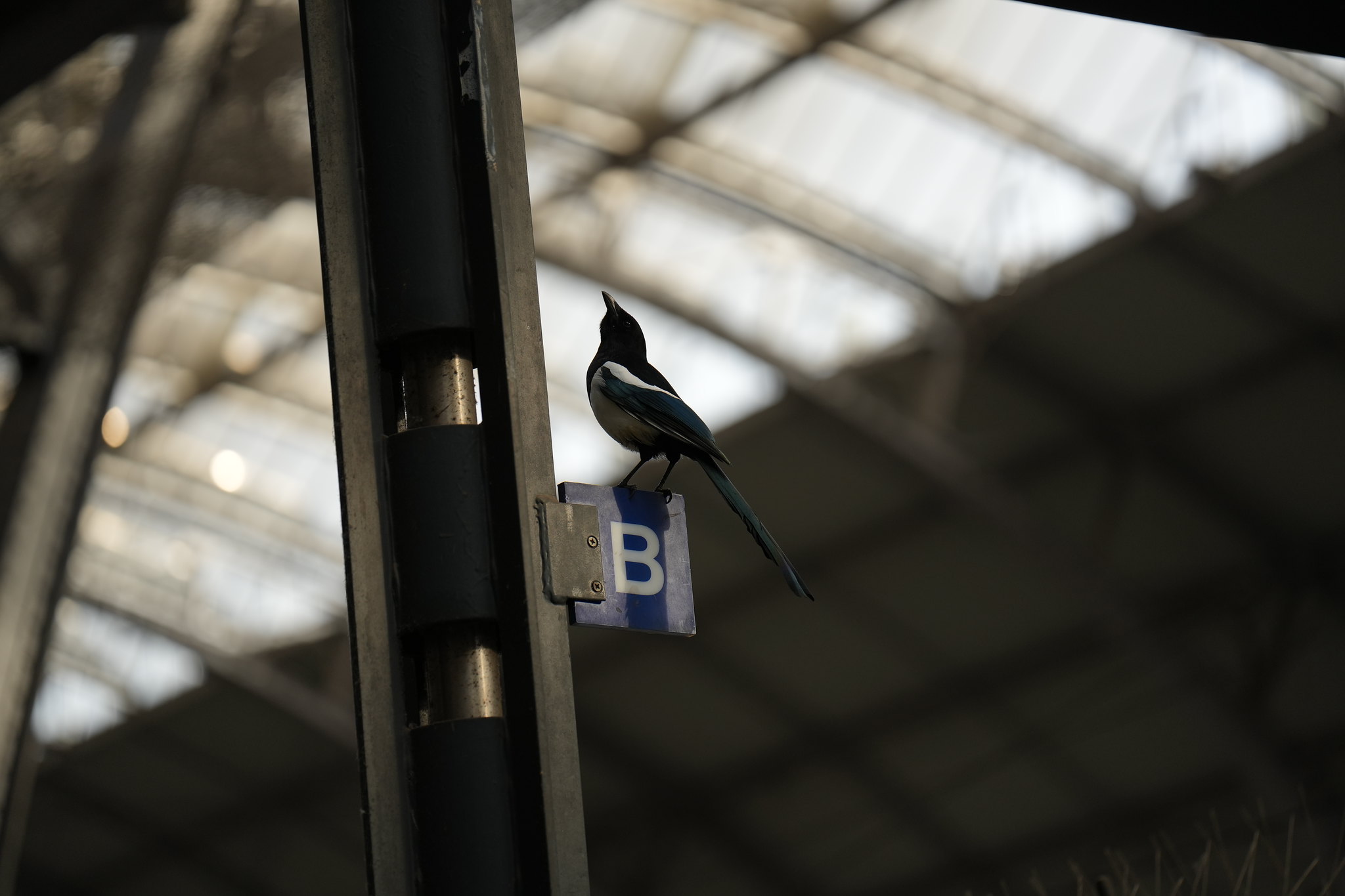 Birb